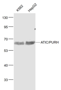 ATIC/PURH Rabbit Polyclonal Antibody