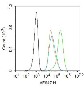 Phospho-ATM (Ser794) Rabbit Polyclonal Antibody