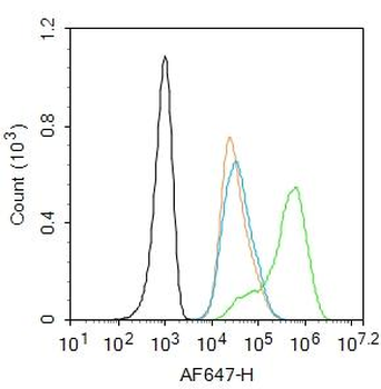 Phospho-ATM (Tyr170) Rabbit Polyclonal Antibody