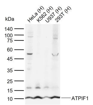ATPIF1 Rabbit Polyclonal Antibody