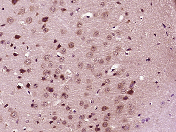 Phospho-Aurora B (Tyr12) Rabbit Polyclonal Antibody