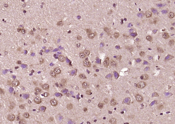 AZI1 Rabbit Polyclonal Antibody