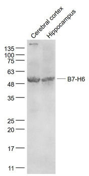 B7-H6 Rabbit Polyclonal Antibody