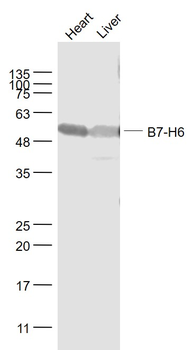 B7-H6 Rabbit Polyclonal Antibody