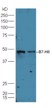 B7-H6 Rabbit Polyclonal Antibody