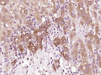 Phospho-BAD (Ser91) Rabbit Polyclonal Antibody