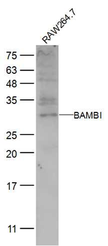 BAMBI Rabbit Polyclonal Antibody