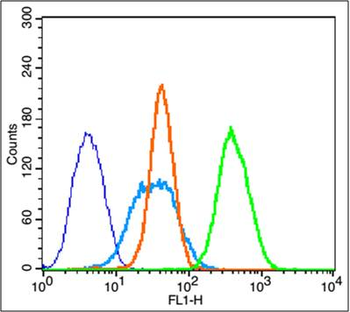 Phospho-Bcl2 (Thr69) Rabbit Polyclonal Antibody