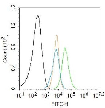 Phospho-Bcl2 (Thr69) Rabbit Polyclonal Antibody