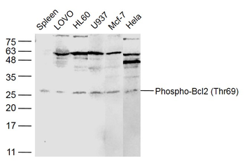 Phospho-Bcl2 (Thr69) Rabbit Polyclonal Antibody