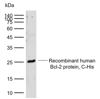 Bcl-2 alpha Rabbit Polyclonal Antibody