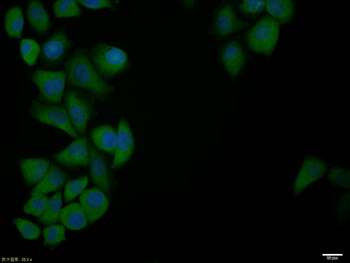 Phospho-Bcl-xL (Thr47) Rabbit Polyclonal Antibody