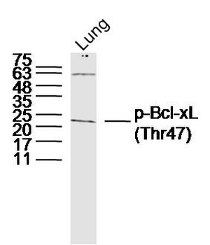 Phospho-Bcl-xL (Thr47) Rabbit Polyclonal Antibody