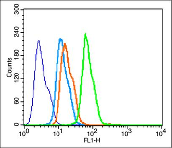 BDNF Rabbit Polyclonal Antibody