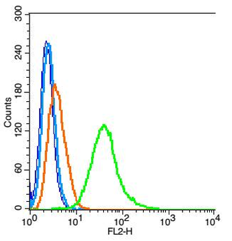 Phospho-beta Catenin (Ser33) Rabbit Polyclonal Antibody