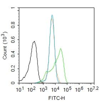 Phospho-beta Catenin (Ser33) Rabbit Polyclonal Antibody