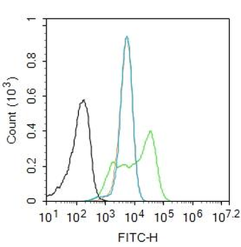 Phospho-beta Catenin (Ser37) Rabbit Polyclonal Antibody