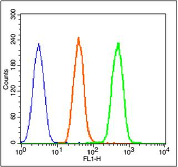 Phospho-beta Catenin (Tyr333) Rabbit Polyclonal Antibody