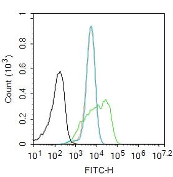 Phospho-beta Catenin (Tyr333) Rabbit Polyclonal Antibody