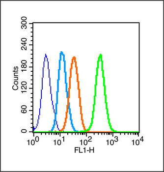 Phospho-beta Catenin (Tyr489) Rabbit Polyclonal Antibody