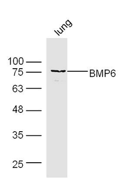 BMP6 Rabbit Polyclonal Antibody