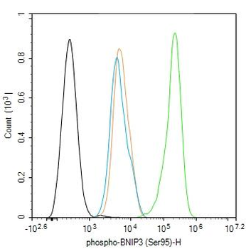Phospho-BNIP3 (Ser95) Rabbit Polyclonal Antibody