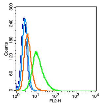Brain2 Rabbit Polyclonal Antibody