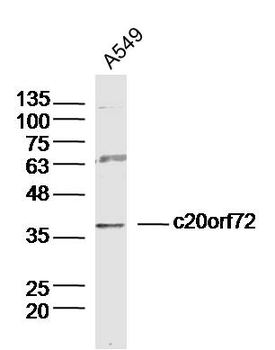 C20orf72 Rabbit Polyclonal Antibody
