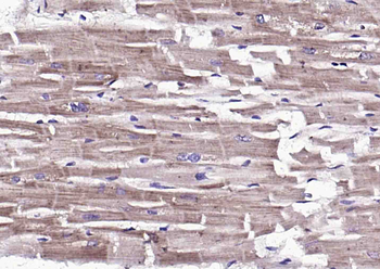 C2a Rabbit Polyclonal Antibody
