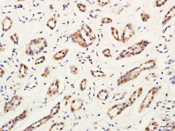 C4orf52 Rabbit Polyclonal Antibody
