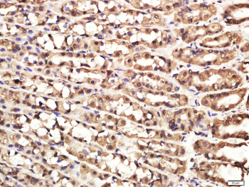 C4orf52 Rabbit Polyclonal Antibody