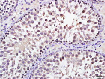 C4orf52 Rabbit Polyclonal Antibody