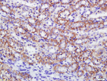 C4orf52 Rabbit Polyclonal Antibody