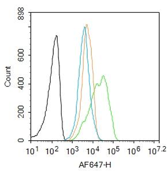 C5a Rabbit Polyclonal Antibody