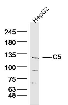 C5a Rabbit Polyclonal Antibody