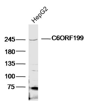 C6ORF199 Rabbit Polyclonal Antibody