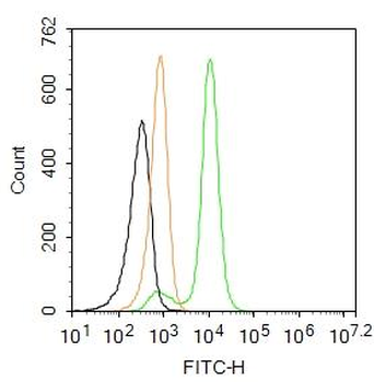 Fibronectin/FN1 Rabbit Polyclonal Antibody (FITC)
