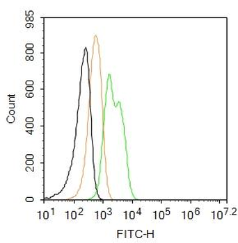 Fibronectin/FN1 Rabbit Polyclonal Antibody (FITC)