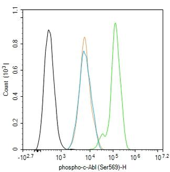 Phospho-c-Abl (Ser569) Rabbit Polyclonal Antibody