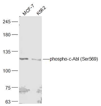 Phospho-c-Abl (Ser569) Rabbit Polyclonal Antibody
