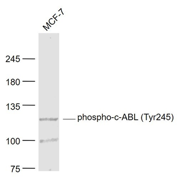 Phospho-c-ABL (Tyr245) Rabbit Polyclonal Antibody