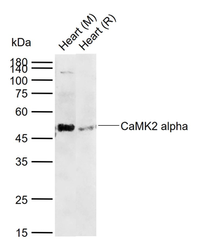 CaMK2 alpha Rabbit Polyclonal Antibody
