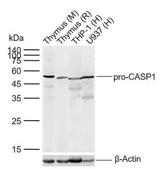 Caspase-1 p20 Rabbit Polyclonal Antibody