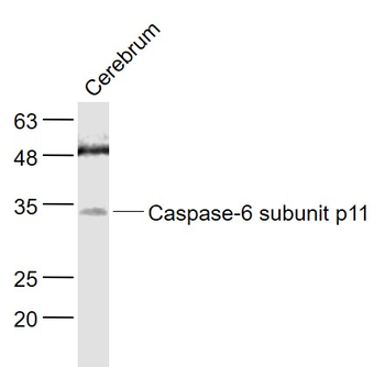 Caspase-6 subunit p11 Rabbit Polyclonal Antibody