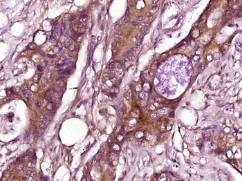 CCL26 Rabbit Polyclonal Antibody