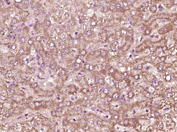 CCL26 Rabbit Polyclonal Antibody