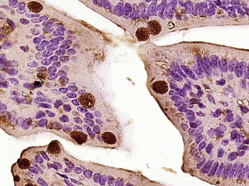 CCL26 Rabbit Polyclonal Antibody