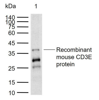 CD3 Rabbit Polyclonal Antibody
