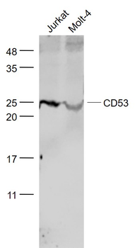 CD53 Rabbit Polyclonal Antibody