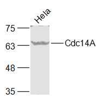Cdc14A Rabbit Polyclonal Antibody